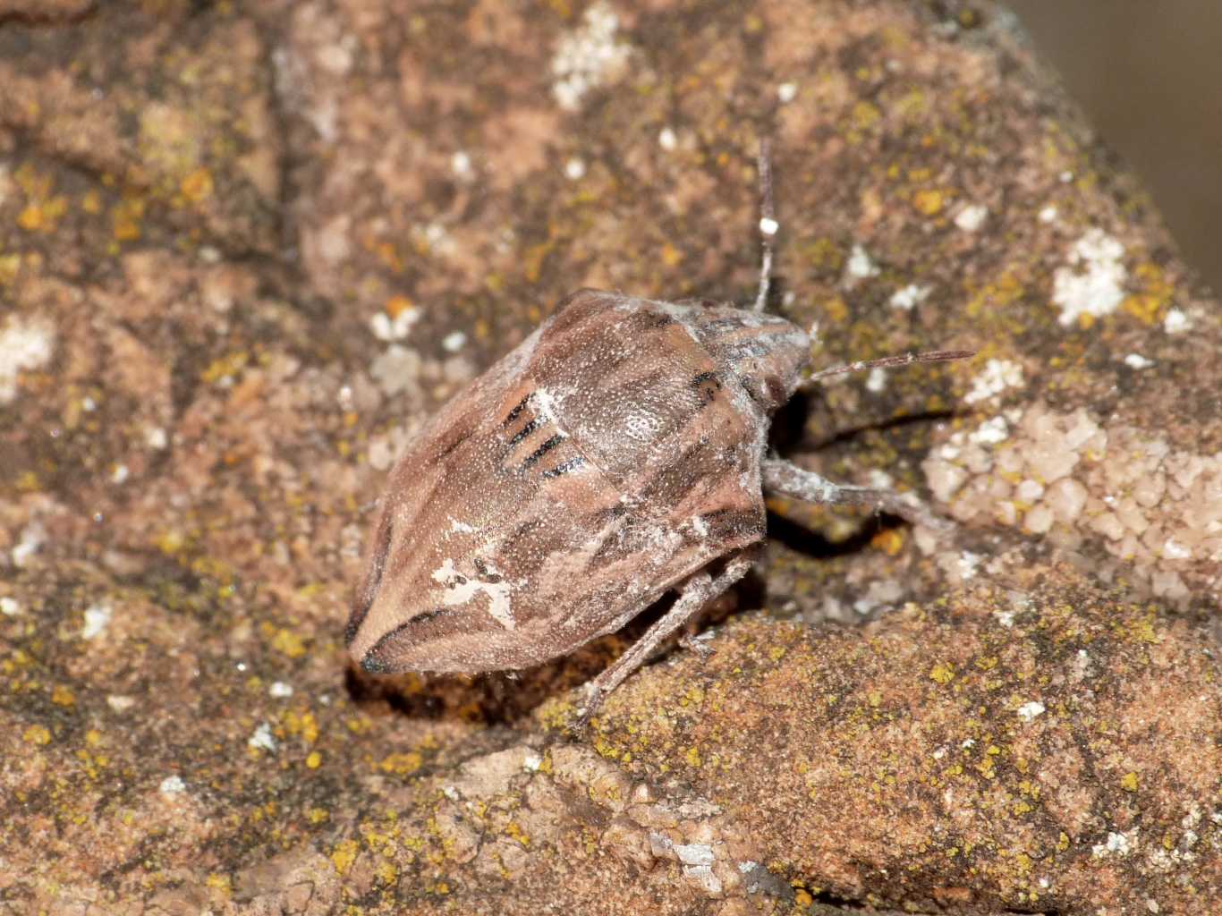 Odontotarsus purpureolineatus da Tolfa (RM)